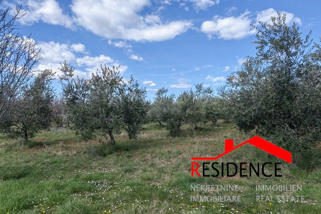 Vodnjan-Majmajola, an olive grove with a ruin and a kažun
