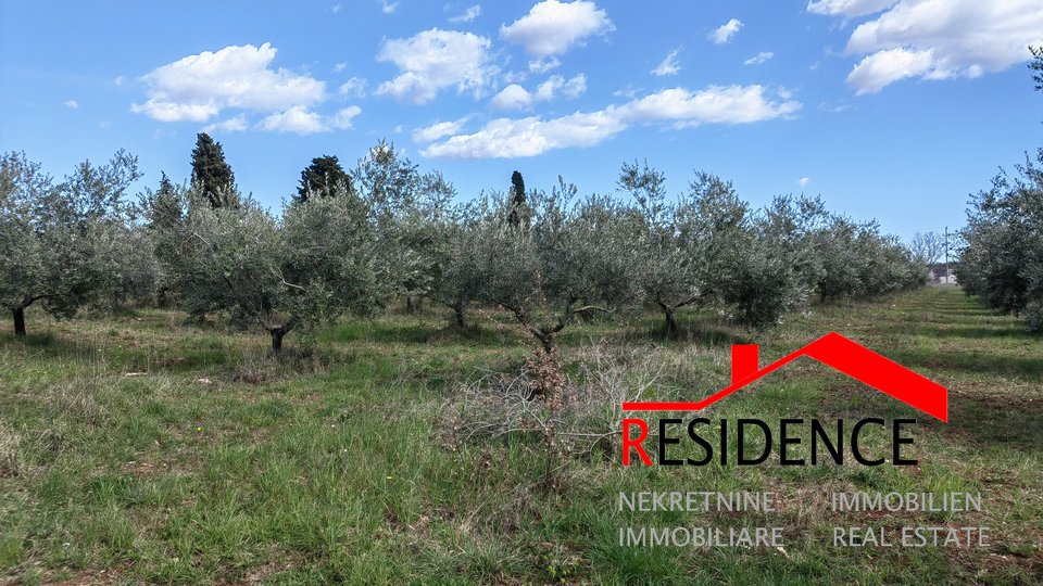 Vodnjan-Majmajola, an olive grove with a ruin and a kažun