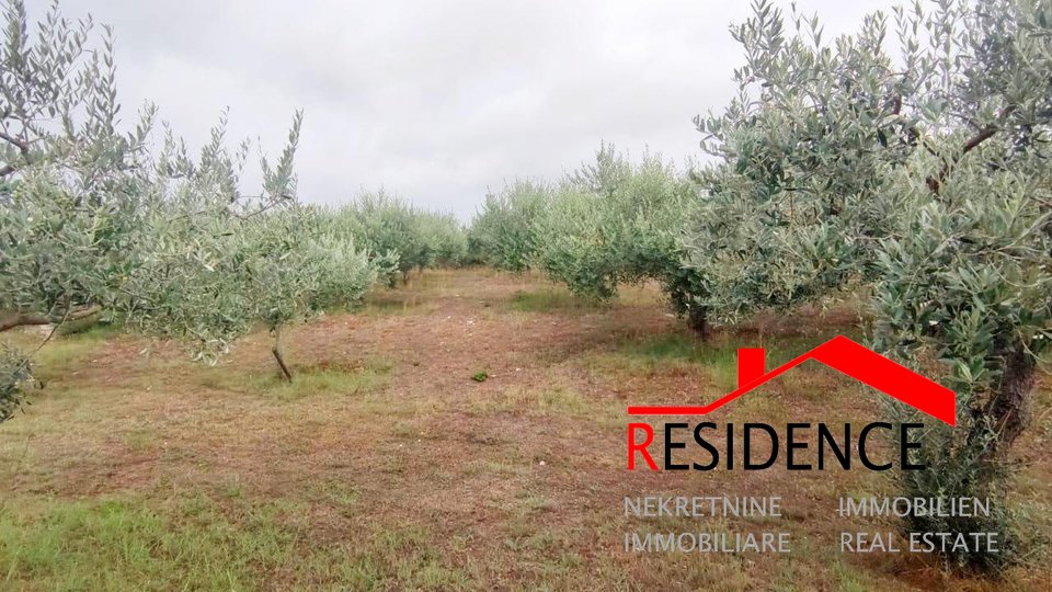 Olive grove in Pomer
