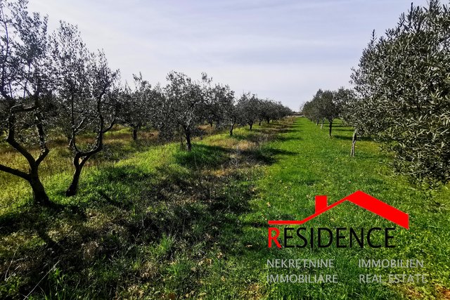 Vodnjan, agricultural land - olive grove