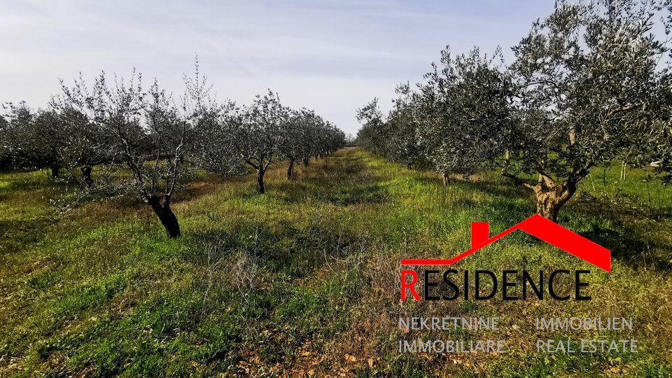 Vodnjan, agricultural land - olive grove