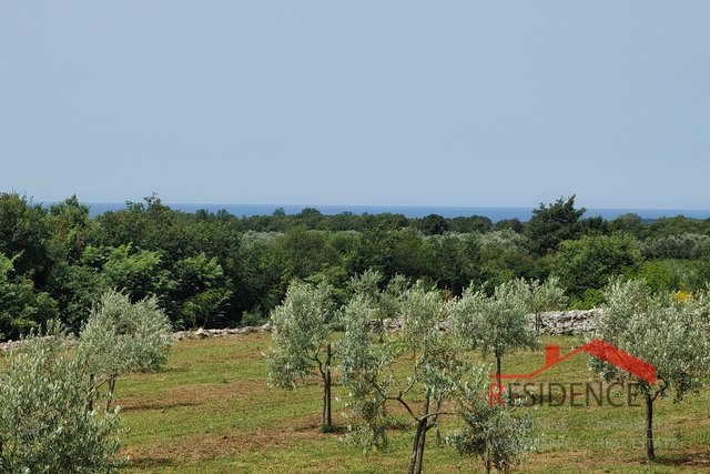 Bale, lep oljčni nasad s pogledom na morje