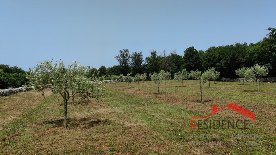 Bale, a beautiful olive grove with a view of the sea