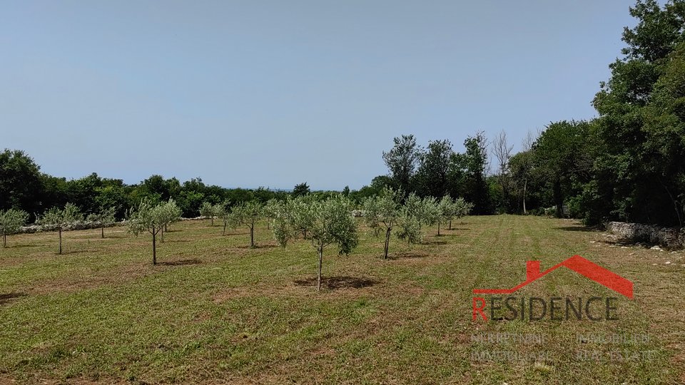 Bale, a beautiful olive grove with a view of the sea