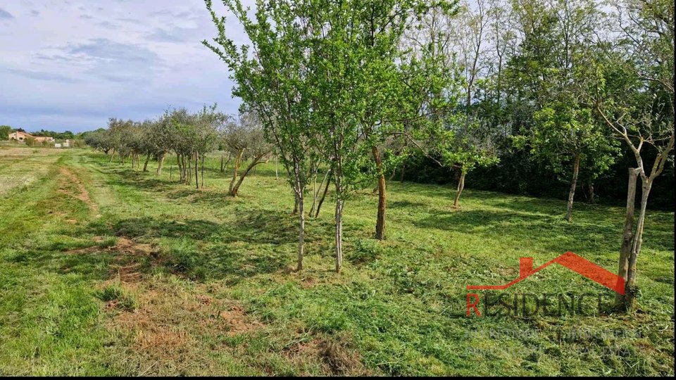 Banjole, landwirtschaftliches Land mit Olivenhain und Wasser