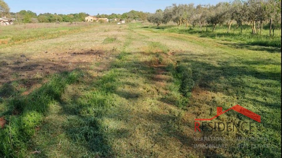 Banjole, landwirtschaftliches Land mit Olivenhain und Wasser