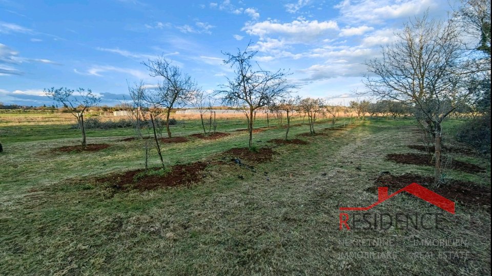 Banjole, agricultural land with olive grove and water