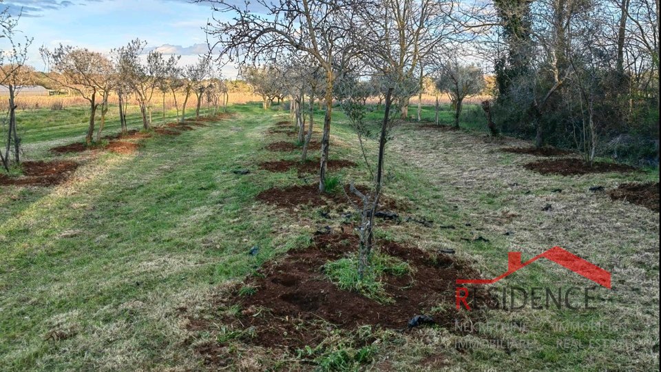 Banjole, agricultural land with olive grove and water