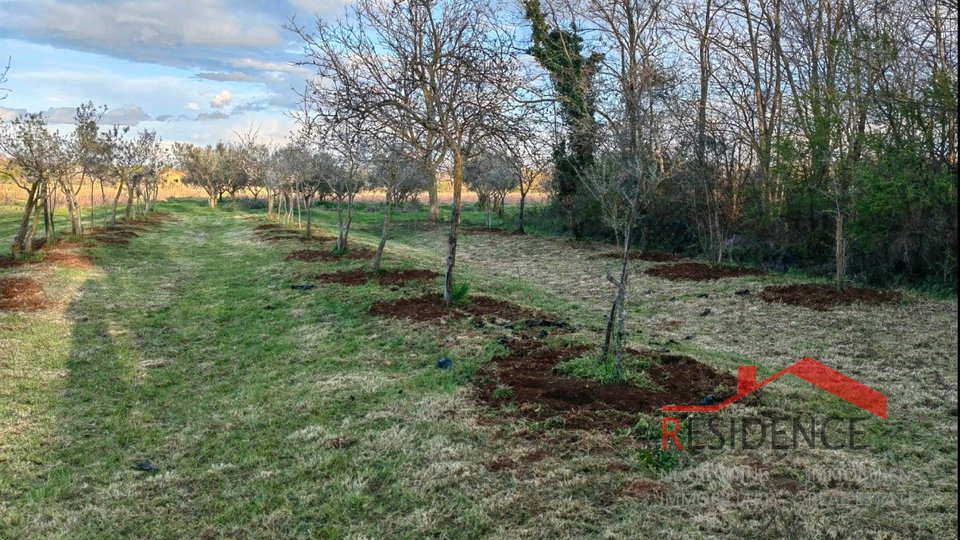 Banjole, landwirtschaftliches Land mit Olivenhain und Wasser